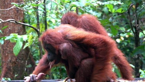 orangutanes, incluida una madre con un bebé