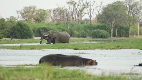 wide shot of two hippopotamuses in the water while two african elephant bulls walking through the river in the background, khwai botswana