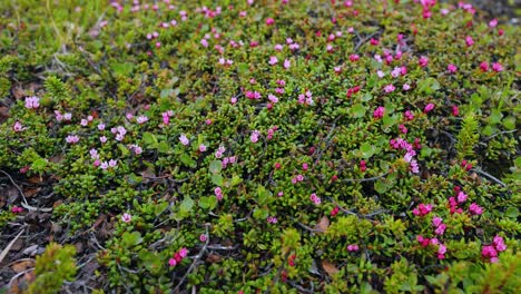 Arktischen-Tundra.-Schöne-Natur-Norwegen-Naturlandschaft.