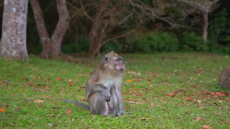 A wild monkey yawning in Mauritius