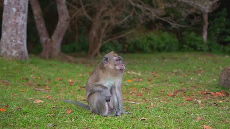 una scimmia selvaggia che sbadiglia a mauritius