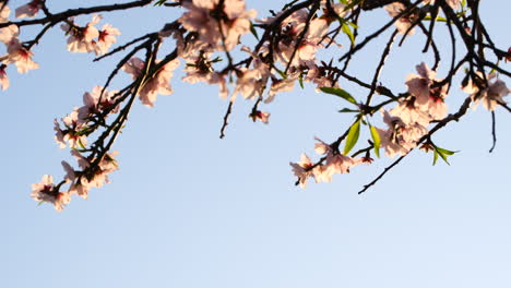 telephoto view of cherry blossoms in bloom during spring swaying in breeze