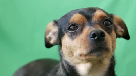 close-up of a mixed breed dog against a green screen