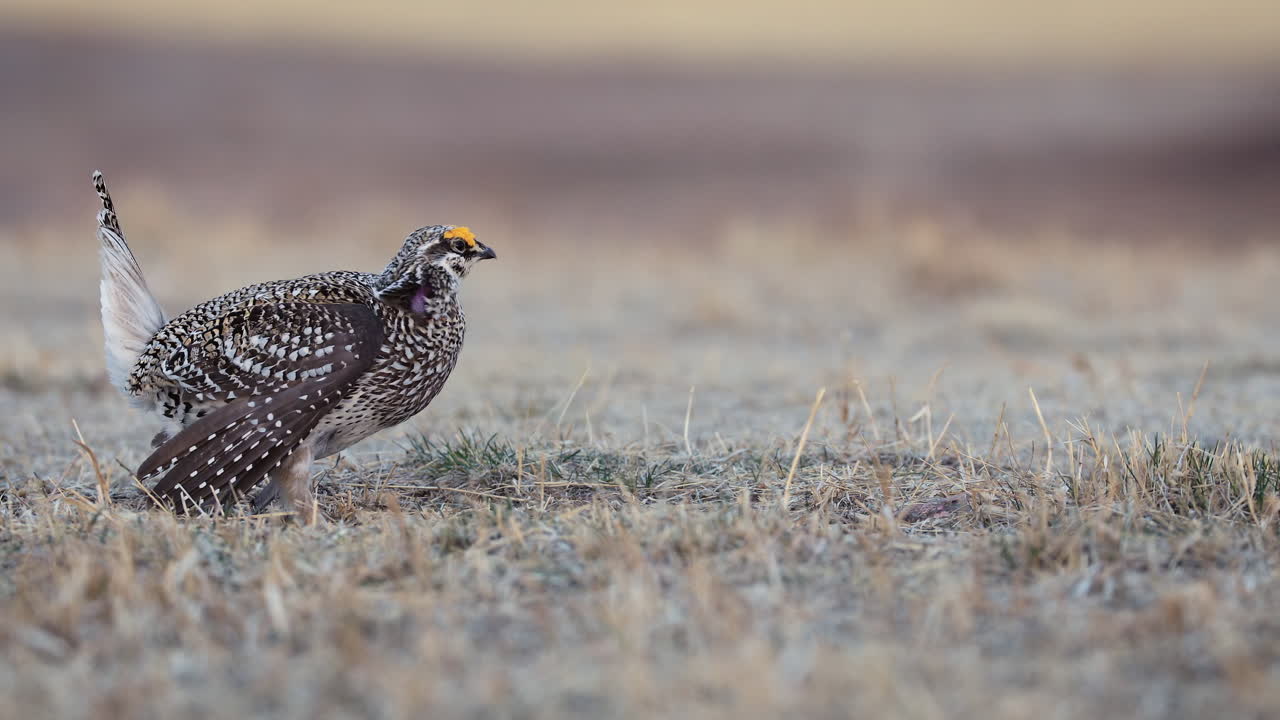 ave macho urogallo de cola afilada descansando en el campo, cierre de ángulo bajo