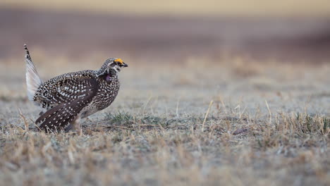 sharp-tailed grouse male bird resting in the field, low angle close up