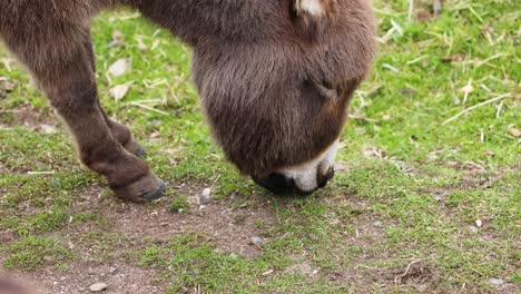 a donkey eating grass in a field