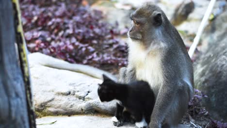 cerca de un mono y un gatito en las montañas tailandesas