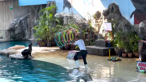 sea lion performing tricks with trainer at zoo