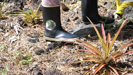 watering young pineapple plants with a watering can on hawaii island