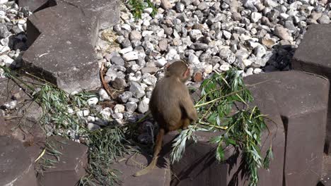 joven babuino hamadryas bonito sentado en un bloque de hormigón y comiendo hojas de la rama del árbol