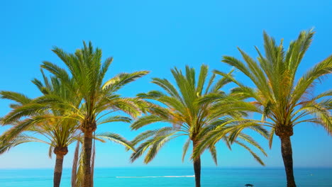 Epic-slow-motion-shot-of-tall-palm-trees-against-a-clear-blue-sky-with-a-distant-view-of-the-ocean