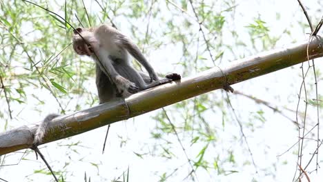 the long-tailed macaques are the easiest monkeys to find in thailand as they are present at temple complexes, national parks, and even villages and cities