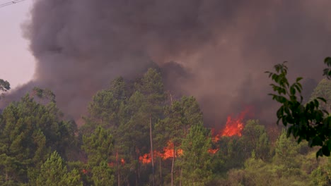 an unstoppable fire rages further through the portuguese forests