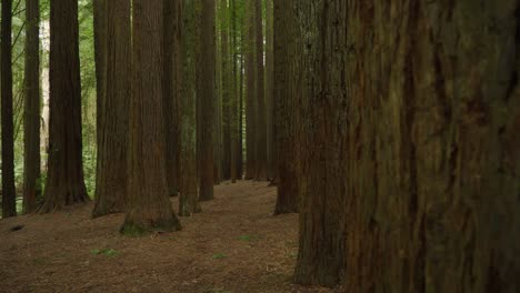 people in distance of redwood tree forest