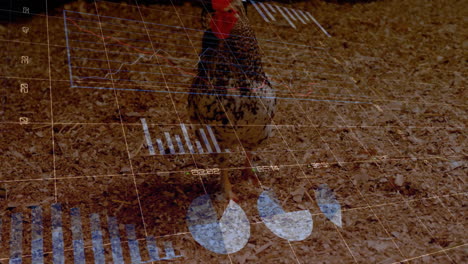speckled hen walking on wood shavings, displaying translucent line graph, bar charts, pie charts