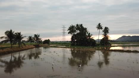 Follow-Asian-openbill-fly-at-paddy-field-at-Malaysia,-Southeast-Asia.