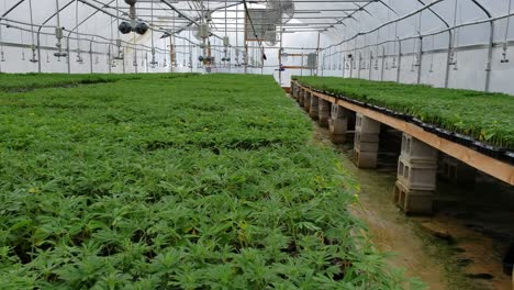 cbd 및 기타 대마 기반 제품을 생산하기 위해 성숙한 식물을 수확할 농부들에게 판매할 준비가 된 대마 클론으로 가득 찬 온실 내부의 넓은 시야