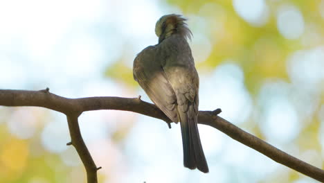 Brown-eared-Bulbul-Clean-Feathers-or-Preeping-Resting-in-Autumn-Park,-Japan