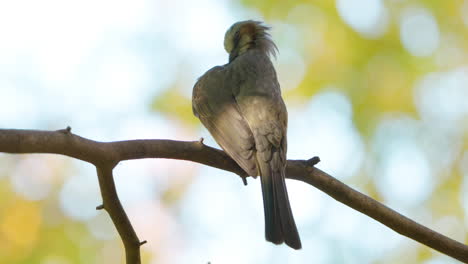 brown-eared bulbul clean feathers or preeping resting in autumn park, japan