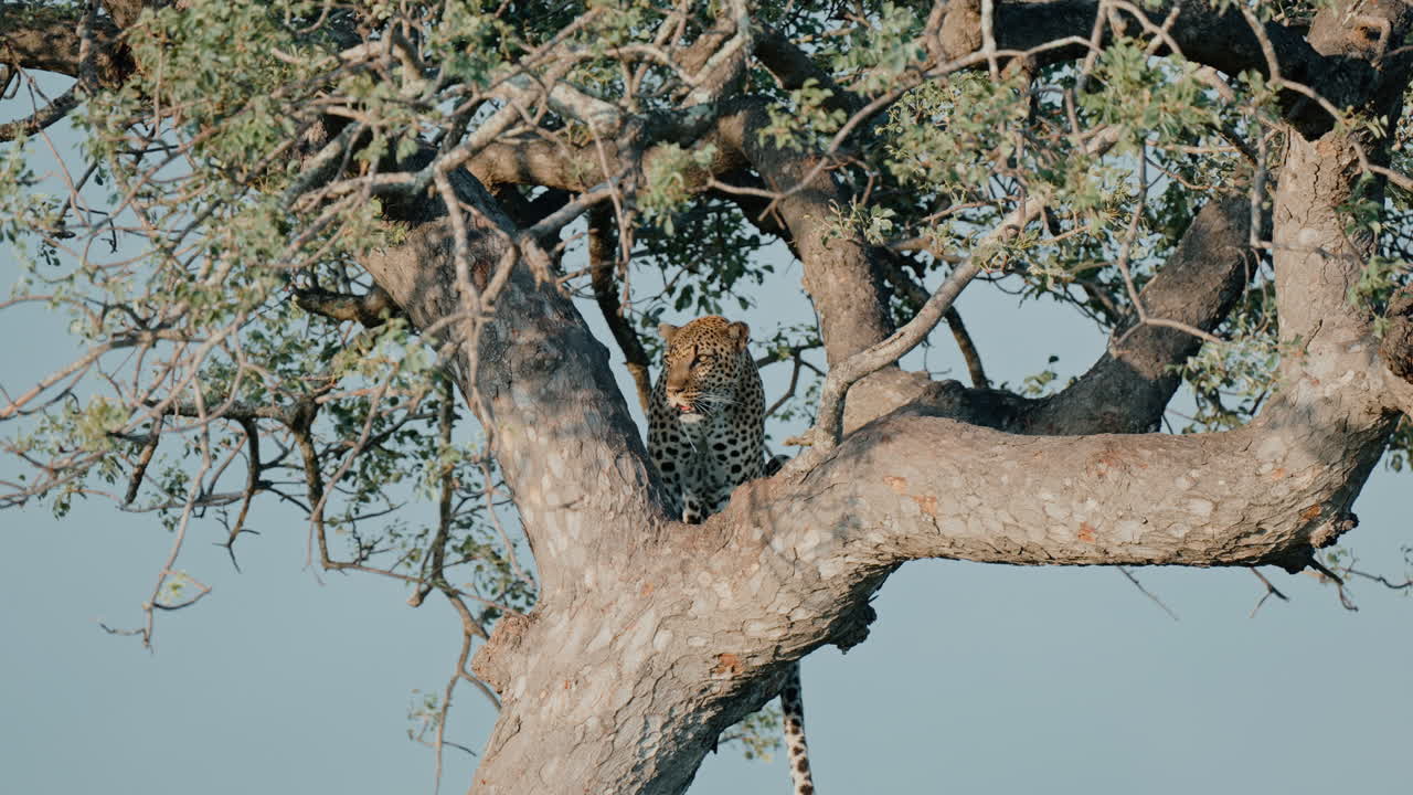 Leopard in a Tree