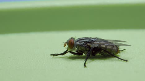 Fly-sitting-and-rubbing-legs_extreme-closeup_micro-lens-closeup-view