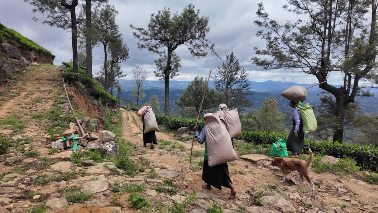 Tea workers in Bandarawela, Sri Lanka, carrying large sacks of freshly picked tea leaves through lush plantations, showcasing traditional agriculture and rural lifestyle amid scenic landscapes.