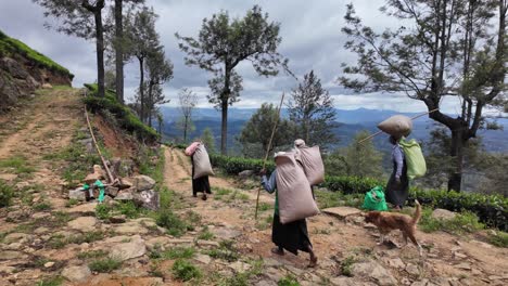 tea workers in bandarawela, sri lanka, carrying large sacks of freshly picked tea leaves through lush plantations, showcasing traditional agriculture and rural lifestyle amid scenic landscapes.