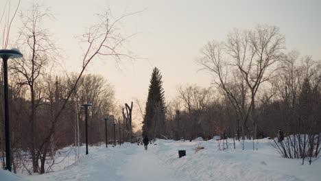 snow covered path in park with people walking under street lamps lined by bare branches and pine trees, soft winter sunlight creating glistening frost on white landscape under clear cold sky