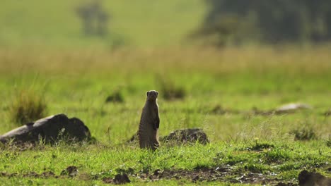 Mungo-Mit-Blick-Auf-Die-Afrikanische-Savanne,-Neugierige-Afrikanische-Tierwelt-Im-Masai-Mara-Nationalreservat,-Kenia,-Afrikanische-Safaritiere-Im-Naturschutzgebiet-Masai-Mara-Nord