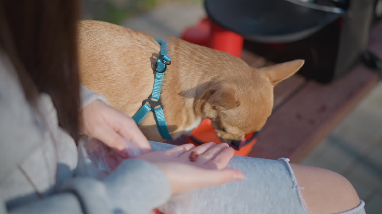강아지가 맛있게 음식을 먹고, 작은 개가 푸짐한 식사를 즐깁니다. 사랑스러운 강아지가 야외에서 영양가 있는 음식을 음미하고, 반려동물인 개가 아늑한 환경에서 편안한 영양을 섭취하며 열정적으로 기뻐합니다.