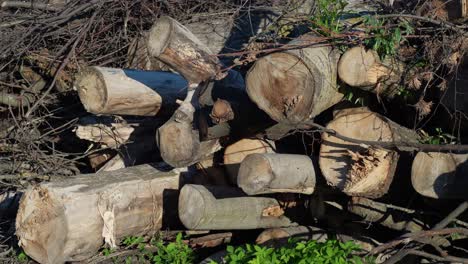 Excessive cutting of trees for human industrial needs