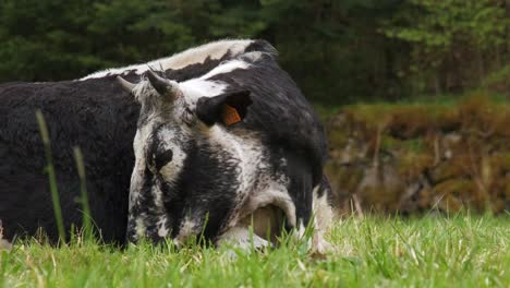 Rara-Vaca-Vosgienne-En-Blanco-Y-Negro-Durmiendo-En-Un-Prado-Verde-En-Primavera-Vosges-Francia-4k