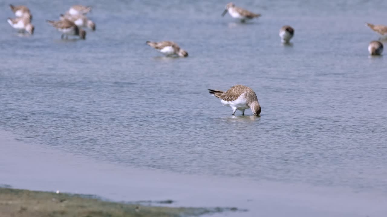 물 속 깊은 곳을 파고 먹이를 찾고 있는 리우 샌드파이퍼 (calidris ferruginea)