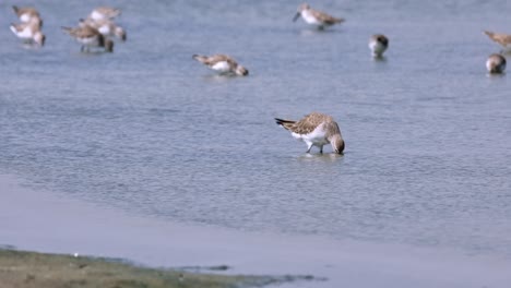 Visto-En-El-Frente-Cavando-Profundamente-En-El-Agua-Buscando-Algo-De-Comida,-Zarapito-Calidris-Ferruginea,-Tailandia