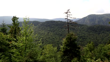 Una-Transición-Suave-Del-árbol-Que-Hace-Aparecer-Un-Paisaje-Canadiense-Mágico