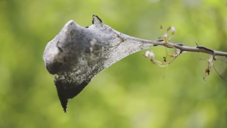 larvenkokon mit näherer perspektive mitten in der natur