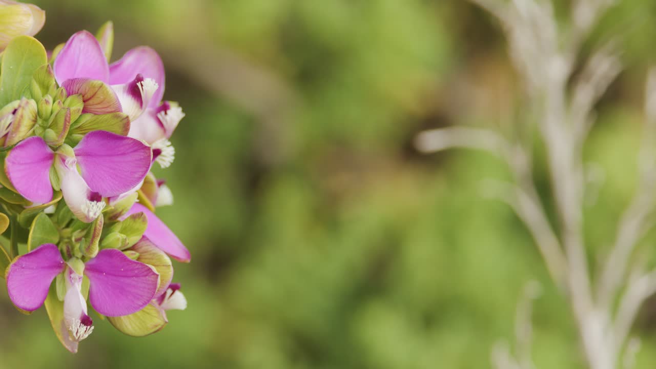 Kamera panorerer sakte over levende lilla Polygala myrtifolia-blomster i naturlig dagslys utendørs