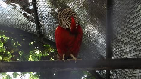 An-ornamental-bird-with-beautiful-red-and-white-feathers-perched-in-a-cage