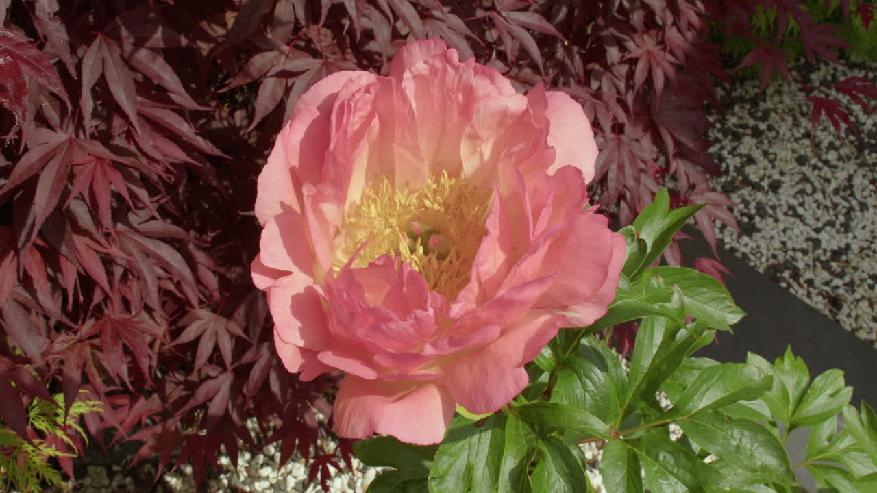 Mid shot of paeonia bowl of beauty flower with acers in background