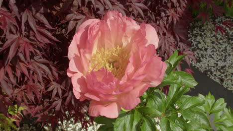 Mittlere-Aufnahme-Einer-Paeonia-Schale-Mit-Schönheitsblume-Mit-Ahorn-Im-Hintergrund