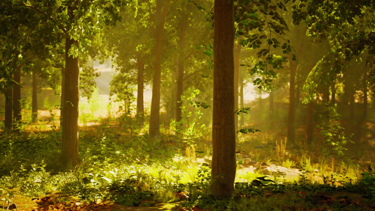 빛이 비치는 숲길