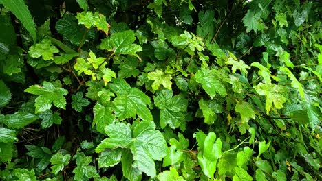 hojas y plantas verdes vibrantes en carlisle, inglaterra