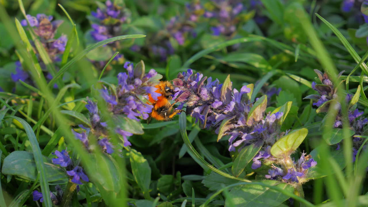 Bumblebee working on lavander flower