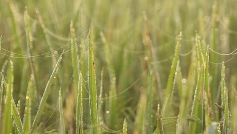 rice field in sunrise