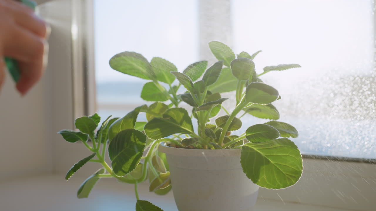 Close up of hand spraying green plant with water on windowsill in sunlight, showing fresh leaves and water mist, nurturing growth indoors, promoting healthy environment