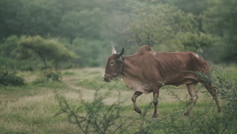 Dünne-Braune-Indische-Bullenkuh,-Die-In-Einem-Ländlichen-Feld-In-Zeitlupe-Läuft