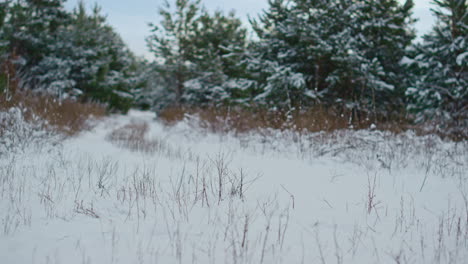 Wunderschöne-Winterliche-Waldrandlandschaft-Mit-üppigen-Grünen-Fichten-Im-Hintergrund.