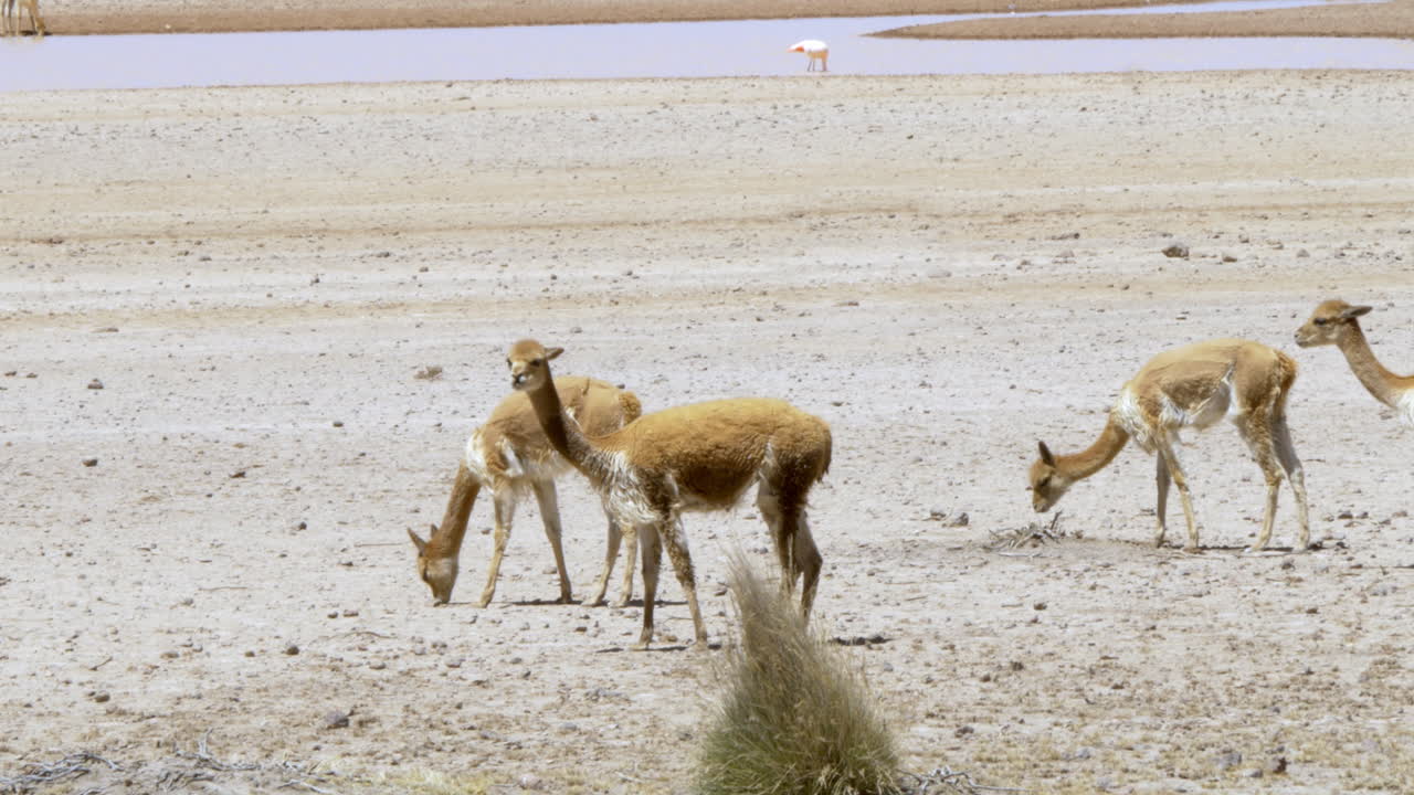 A herd of wild vicu&ntilde;a grazing in Arequipa, Peru