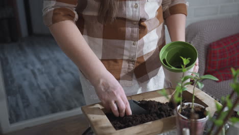 horticulturist scooping rich potting soil from wooden bowl into plastic planter on indoor table under soft light showcasing careful gardening ritual with focus on soil texture and nurturing hands