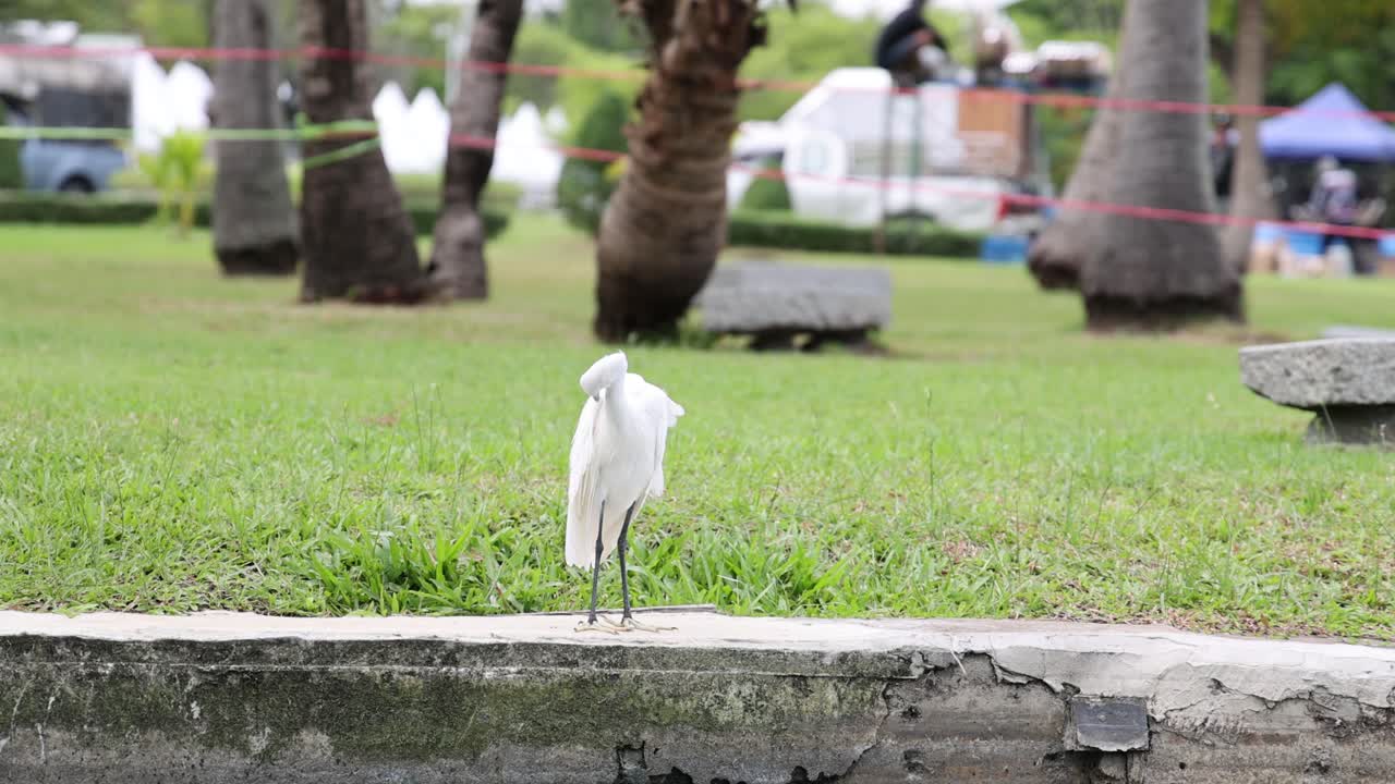 푸른 공원을 걸어다니는  새.